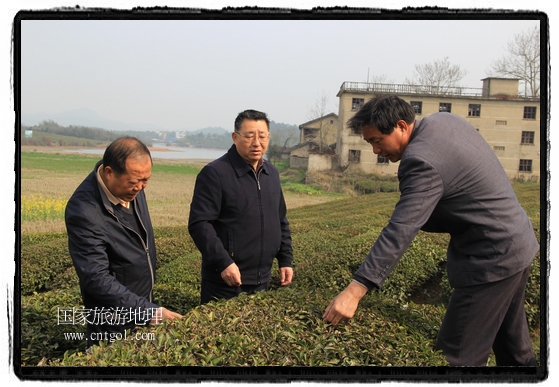 婺源縣茶業(yè)局積極組織茶技人員到中云、鎮(zhèn)頭、清華、思口等重點(diǎn)產(chǎn)茶鄉(xiāng)鎮(zhèn)，深入茶園地塊、名優(yōu)茶加工廠開展技術(shù)服務(wù)。